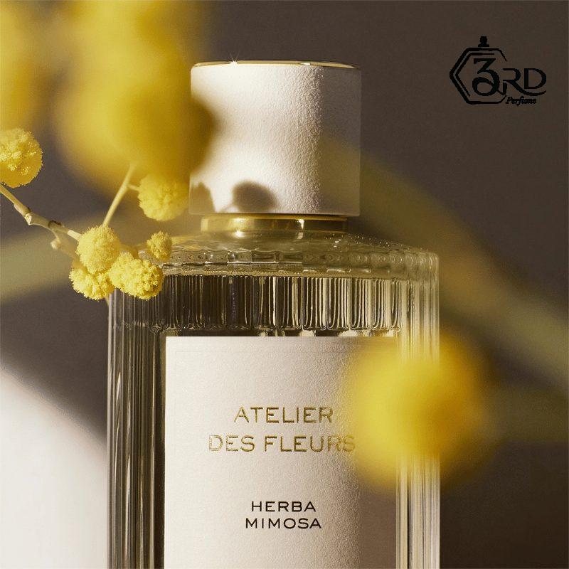 Nước Hoa Nữ Chloe Herba Mimosa Atelier Des Fleurs Chính Hãng